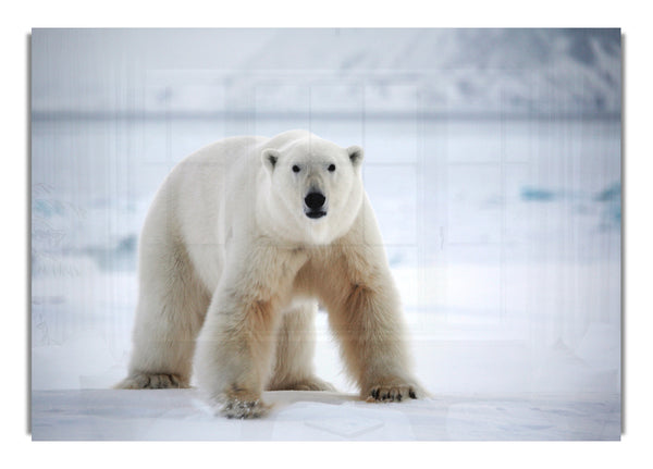 Polar Bear Snow