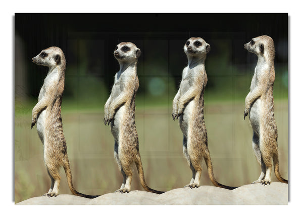 Meerkat Team