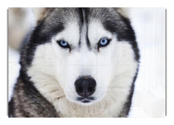 Husky Dog Snow Face