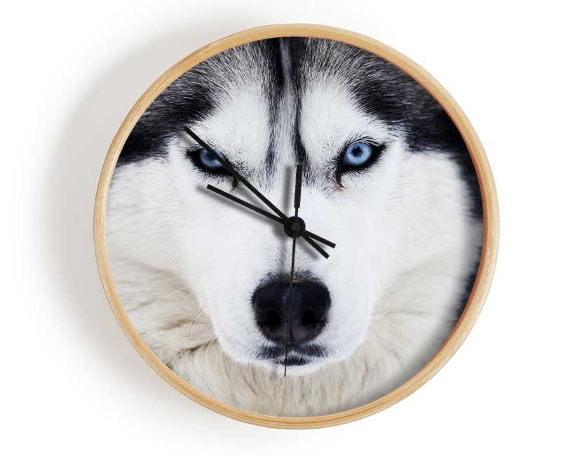 Husky Dog Snow Face Clock - Wallart-Direct UK