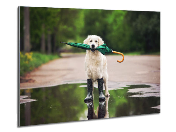 Dog Ready For A Walk In The Rain