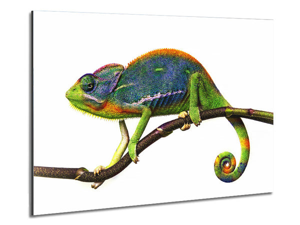 Chameleon Branch