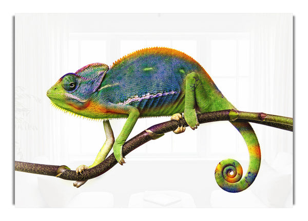 Chameleon Branch