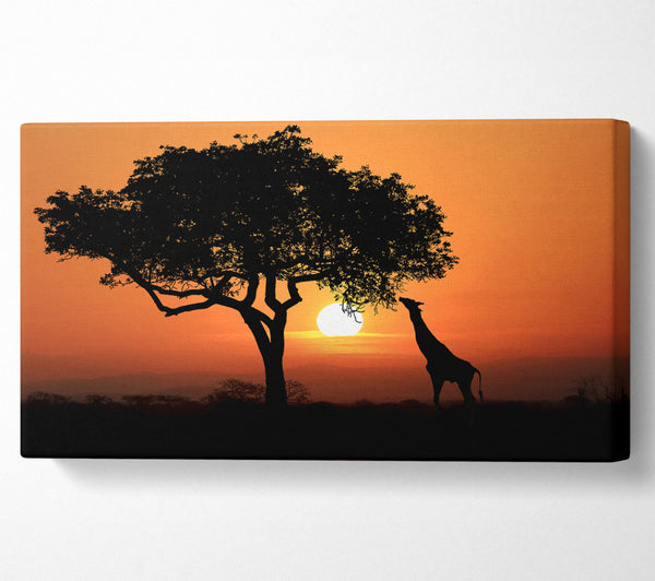 Giraffe Safari Sunset