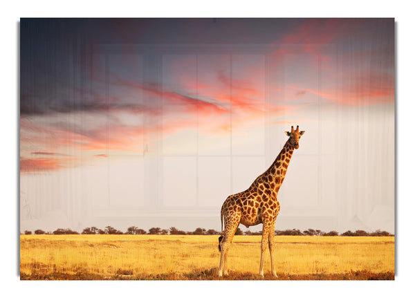 Giraffe Skies