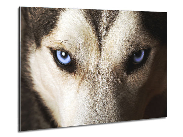 Stunning Husky Dog Eyes