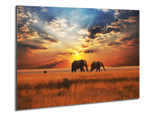 Elephant duo sunset