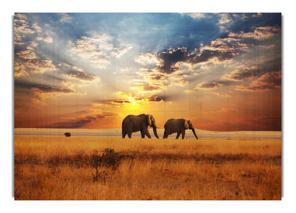 Elephant duo sunset