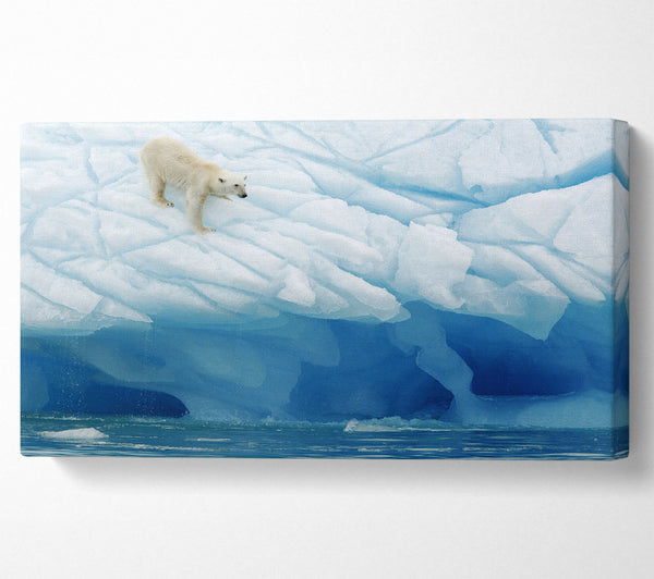 Polar Bear Ice