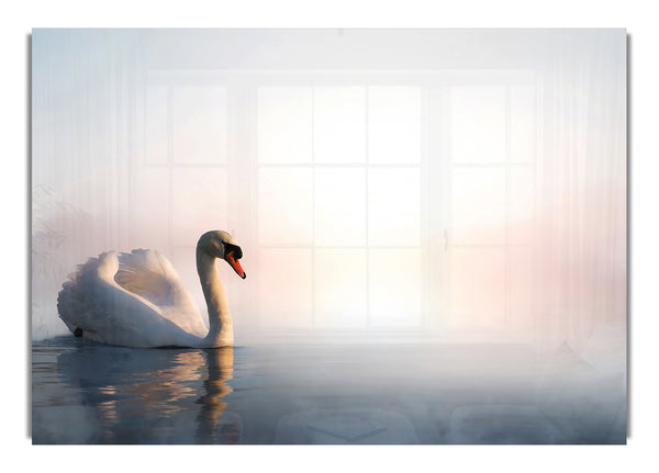 Misty Swan