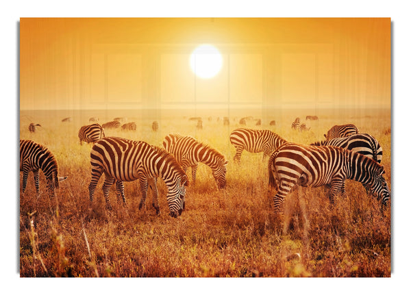 Zebra Sunset