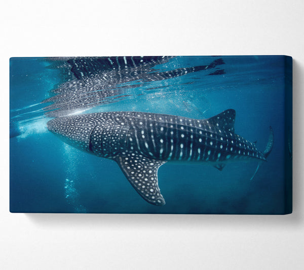 Spotted Whale Shark