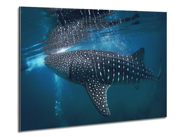 Spotted Whale Shark