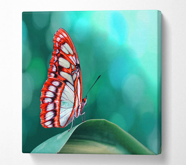 A Square Canvas Print Showing Butterfly Wings 1 Square Wall Art