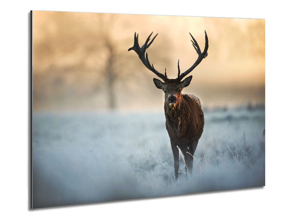 Beautiful Winter Stag