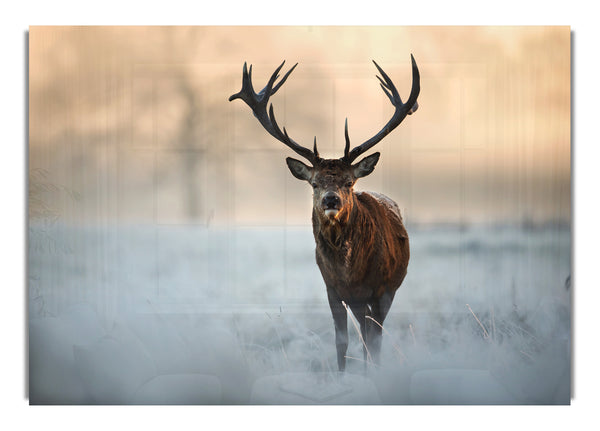 Beautiful Winter Stag