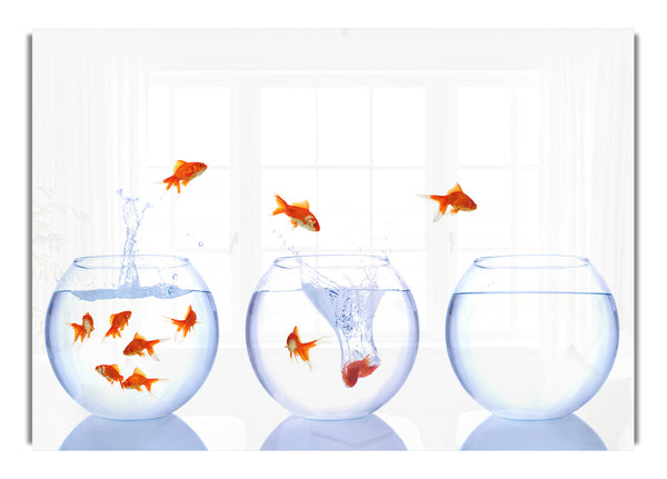 Jumping Goldfish Trio