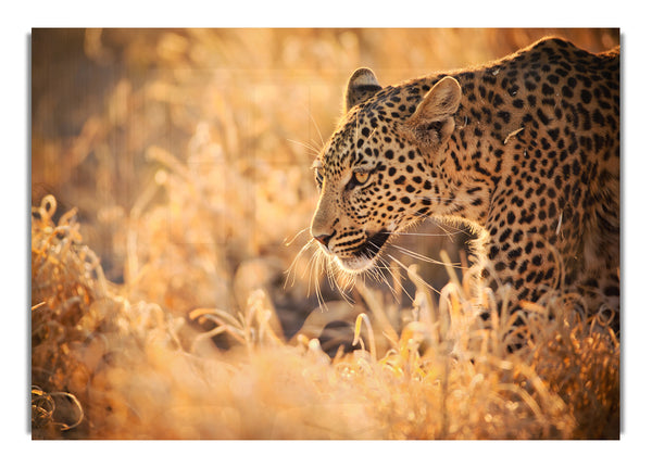 Leopard Wonder