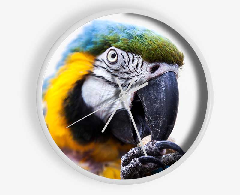 Parrot Care Clock - Wallart-Direct UK