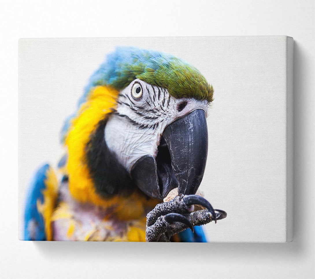 Picture of Parrot Care Canvas Print Wall Art