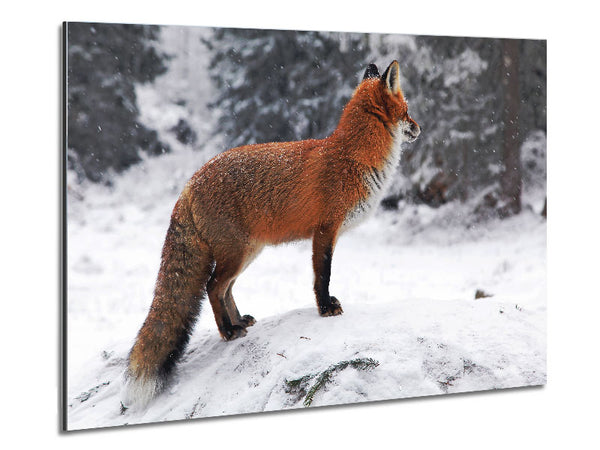 Winter Snow Fox