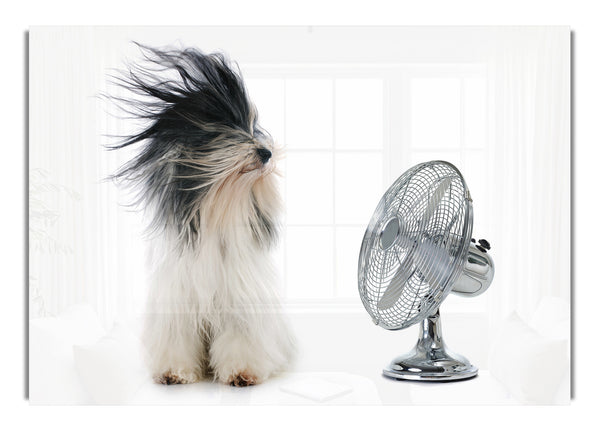 Old English Sheepdog Cooling Off