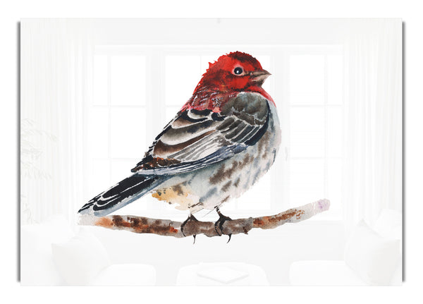 Red Finch