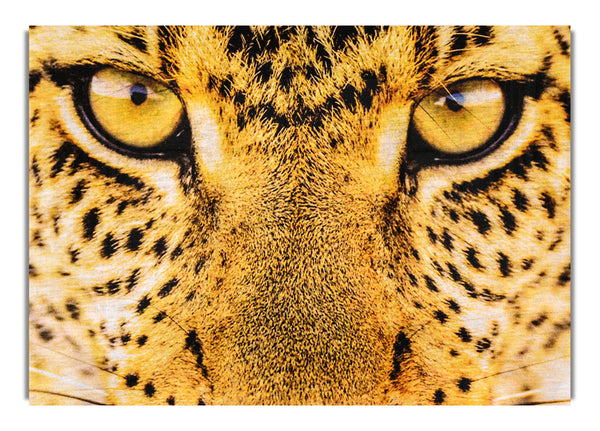 Leopard Face