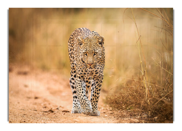 Leopard Walk