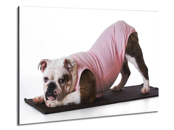 British Bulldog Yoga Stretch