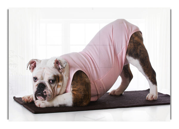 British Bulldog Yoga Stretch