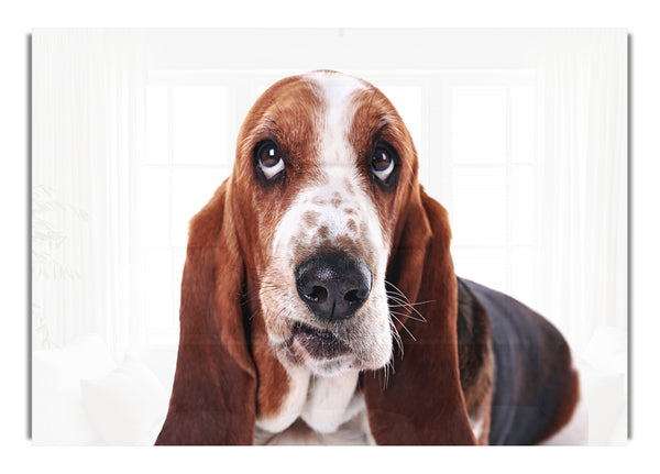 Basset Hound Look