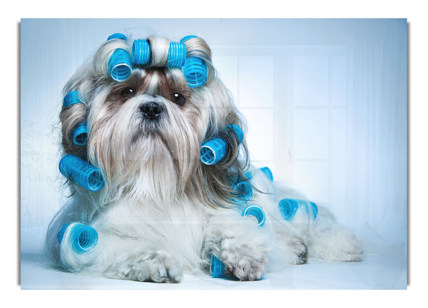 Shih Tzu Dog In Curlers