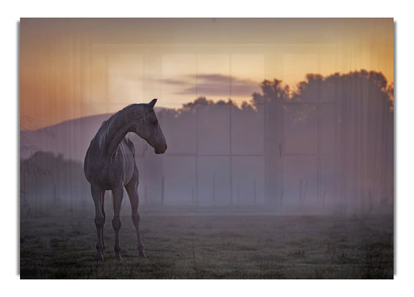 Sunrise Horse