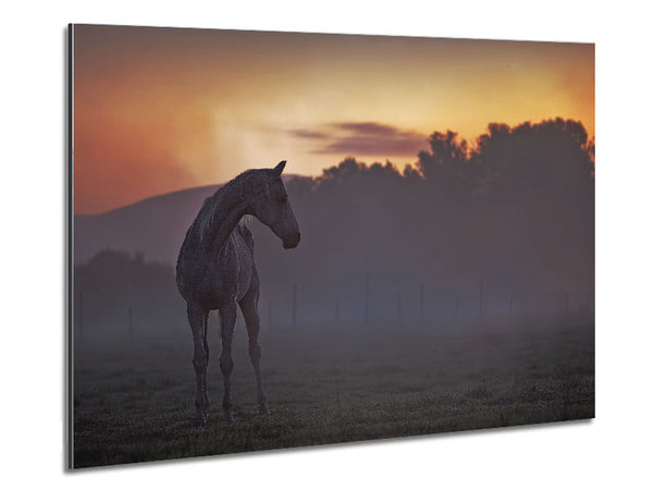 Sunrise Horse