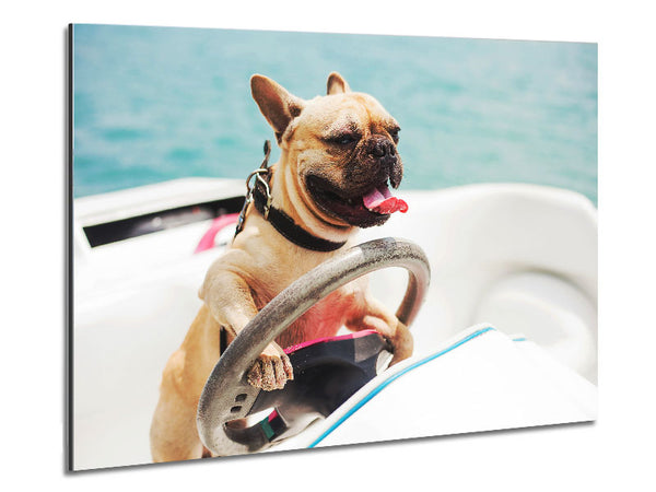 Speed boat French bulldog