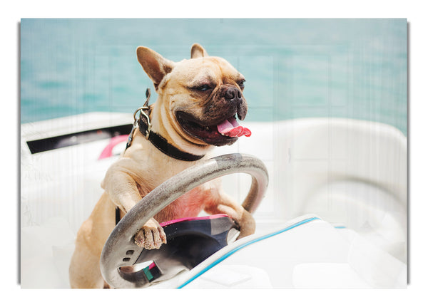 Speed boat French bulldog