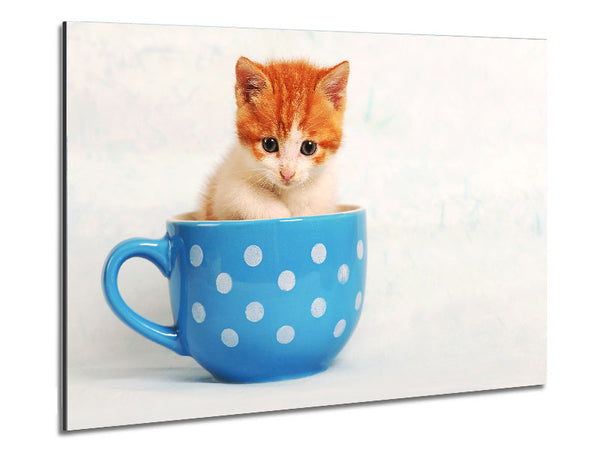 Tea Cup Kitten Cat