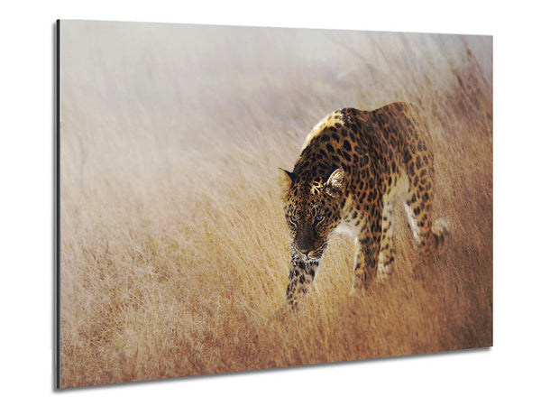 Prowling Leopard