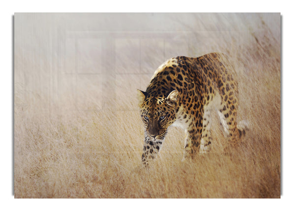 Prowling Leopard