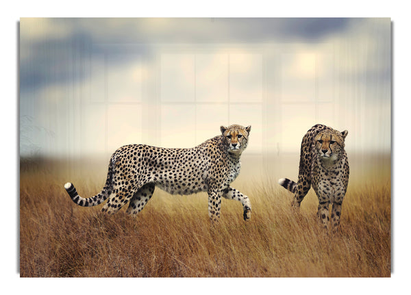 Cheetah Duo