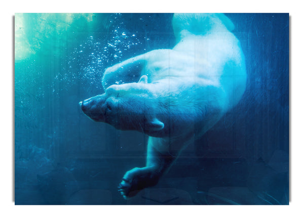 Polar Bear Swimming