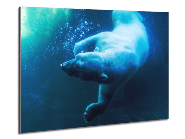 Polar Bear Swimming