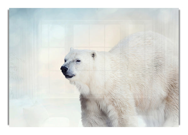 Polar Bear Wonder