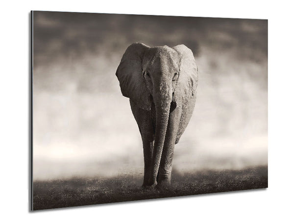 Lonesome Elephant