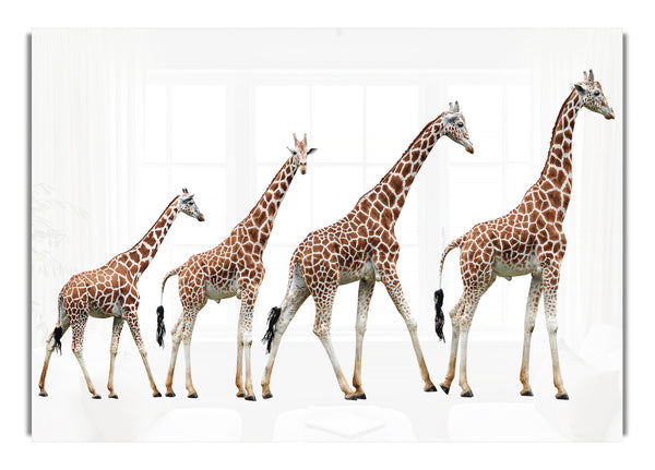 Giraffe Lineup