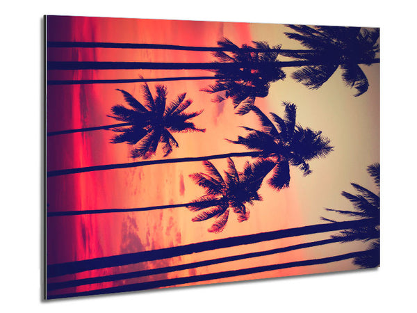 Californian Palm Trees