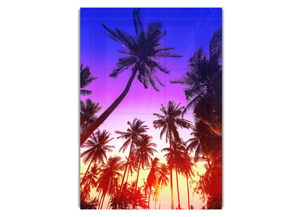 Sunset Palm Trees