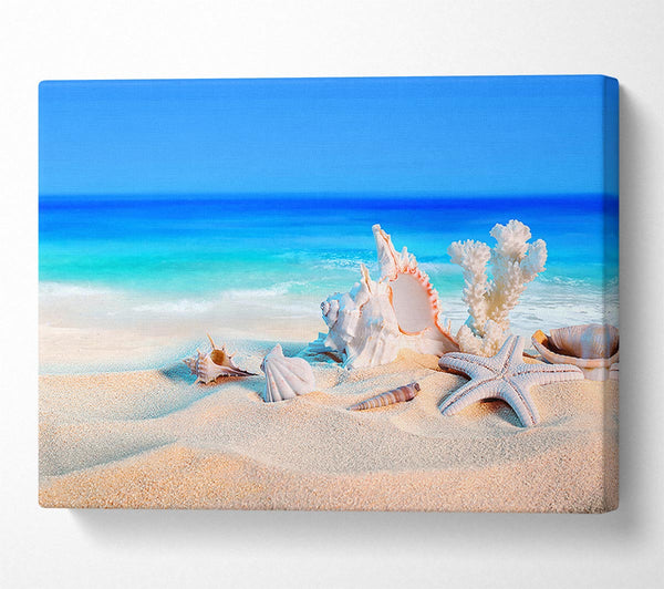 Picture of Perfect Ocean Shells Canvas Print Wall Art