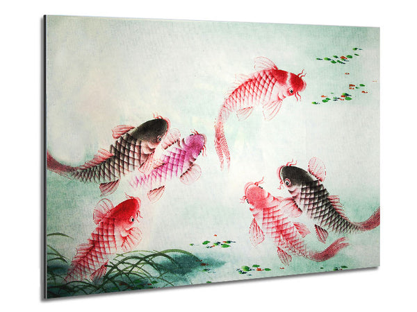 Japanese Colourful Koi